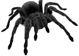 Exterminadores en la ceja