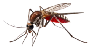 Fumigación de termitas en la ceja